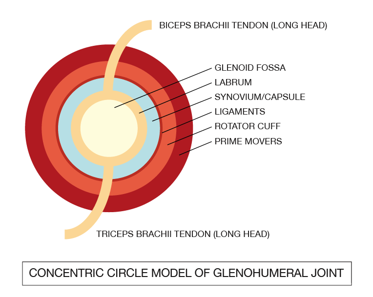 concentric-circle-shoulder-model
